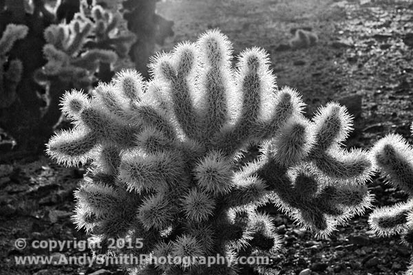 Cholla Catus in the Afternoon Sun